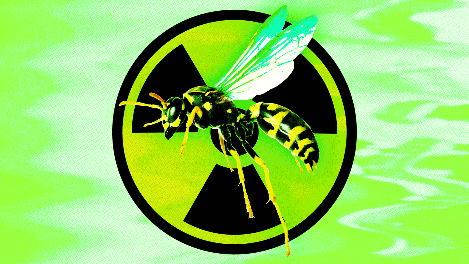 Radioactive Wasp Nest Found at Former U.S. Nuclear Bomb Site
